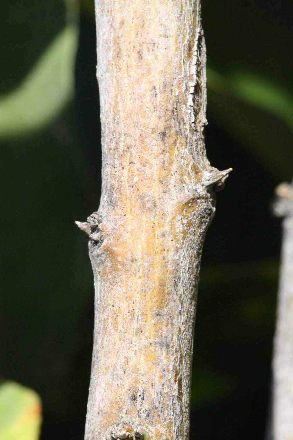              Second - third year twig (Riverside, CA)       